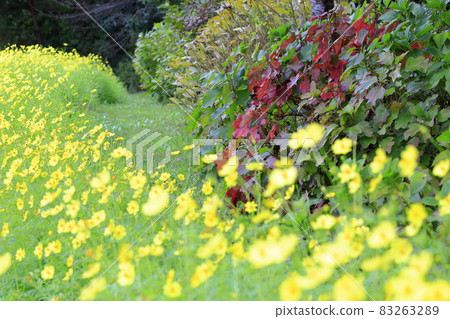 Umami Hill Park Cosmos in full bloom and autumn flowers 83263289