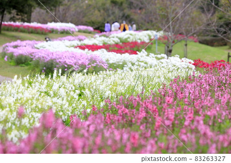 盛開秋花的鮮味山公園宇宙 盛開秋花的鮮味山公園宇宙 83263327
