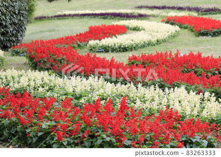 Umami Hill Park Cosmos in full bloom and autumn flowers 83263333