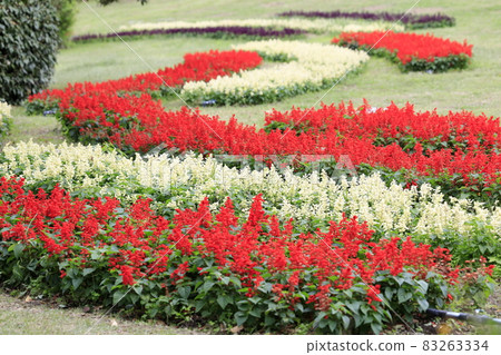 Umami Hill Park Cosmos in full bloom and autumn flowers Umami Hill Park Cosmos in full bloom and autumn flowers 83263334
