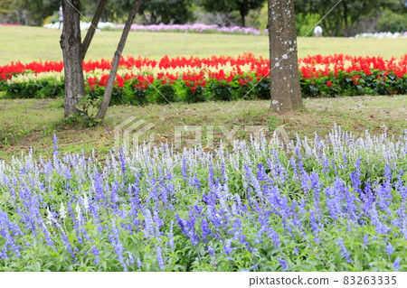 Umami Hill Park Cosmos in full bloom and autumn flowers Umami Hill Park Cosmos in full bloom and autumn flowers 83263335