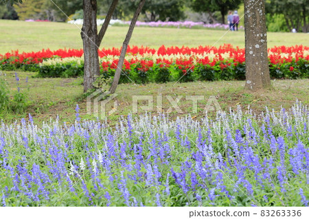 Umami Hill Park Cosmos in full bloom and autumn flowers Umami Hill Park Cosmos in full bloom and autumn flowers 83263336