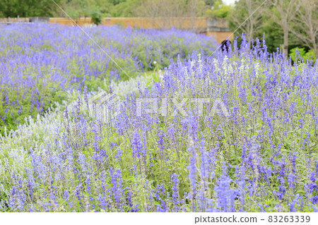 盛開秋花的鮮味山公園宇宙 盛開秋花的鮮味山公園宇宙 83263339