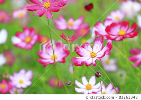 盛開秋花的鮮味山公園宇宙 盛開秋花的鮮味山公園宇宙 83263348