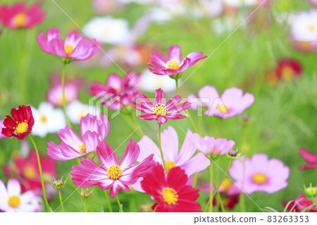 盛開秋花的鮮味山公園宇宙 盛開秋花的鮮味山公園宇宙 83263353