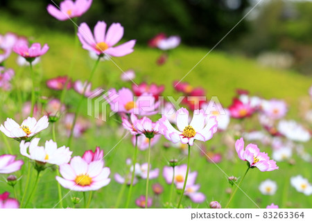 盛開秋花的鮮味山公園宇宙 盛開秋花的鮮味山公園宇宙 83263364