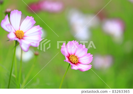 Umami Hill Park Cosmos in full bloom and autumn flowers Umami Hill Park Cosmos in full bloom and autumn flowers 83263365