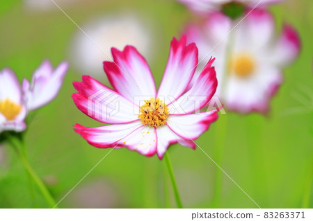 盛開秋花的鮮味山公園宇宙 盛開秋花的鮮味山公園宇宙 83263371