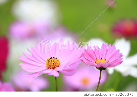 盛開秋花的鮮味山公園宇宙 83263375