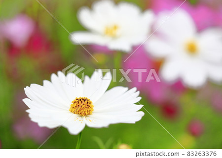 盛開秋花的鮮味山公園宇宙 盛開秋花的鮮味山公園宇宙 83263376