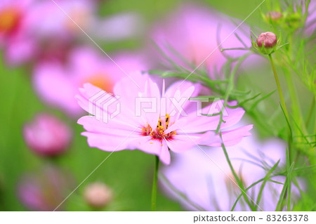 盛開秋花的鮮味山公園宇宙 盛開秋花的鮮味山公園宇宙 83263378