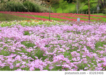 盛開秋花的鮮味山公園宇宙 83263408