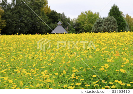 Umami Hill Park Cosmos in full bloom and autumn flowers 83263410