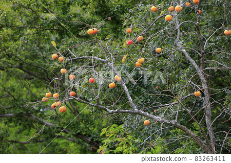 Umami Hill Park Cosmos in full bloom and autumn flowers 83263411