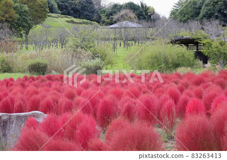 盛開秋花的鮮味山公園宇宙 盛開秋花的鮮味山公園宇宙 83263413