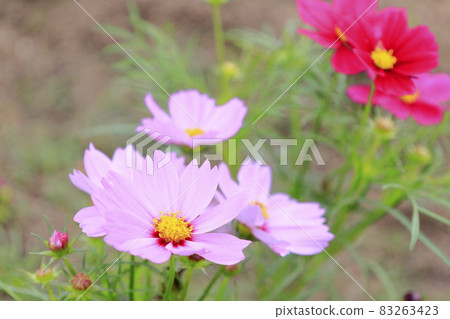 盛開秋花的鮮味山公園宇宙 83263423