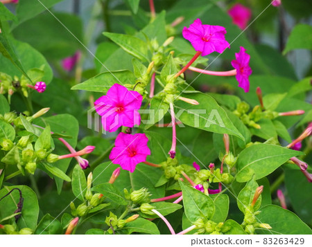 奧斯陸燃燒器 奧斯陸燃燒器 83263429