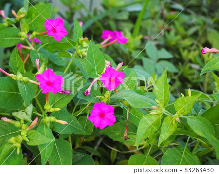 奧斯陸燃燒器 83263430