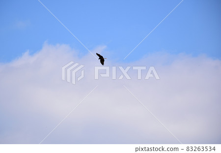 一隻鷹在雲間優雅地飛翔 一隻鷹在雲間優雅地飛翔 83263534
