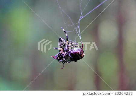 A spider eating a stag beetle on the nest of the Taihei mountain trail A spider eating a stag beetle on the nest of the Taihei mountain trail 83264285