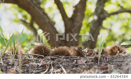 Chestnut shell 83264384