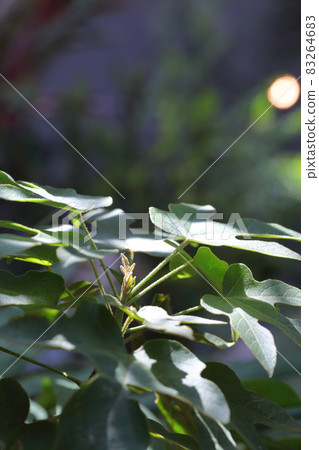 Brachykiton bidwilly leaf sprout Brachykiton bidwilly leaf sprout 83264683