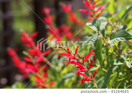 菠蘿鼠尾草花和芽 菠蘿鼠尾草花和芽 83264685