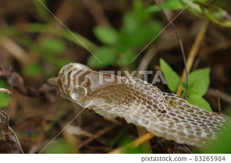 Snake's escape shell Snake's escape shell 83265984