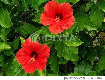 Hibiscus in Okinawa Hibiscus in Okinawa 83266067