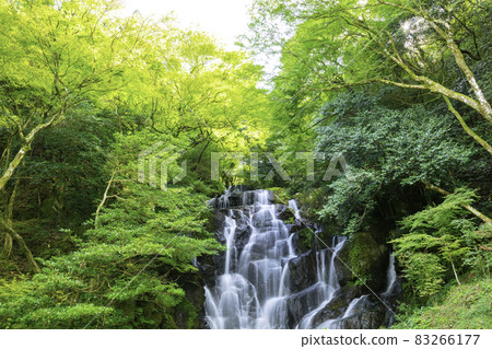 美麗的白鳥瀑佈在絲島縣的人氣勝地(福岡縣絲島市) 美麗的白鳥瀑佈在絲島縣的人氣勝地(福岡縣絲島市) 83266177