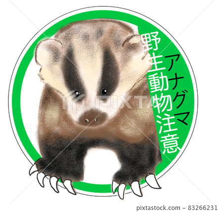 野生動物獾 野生動物獾 83266231