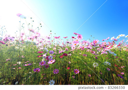 Cosmos 3376 Cosmos 3376 83266330