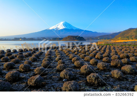 冬天的薰衣草田和富士山（河口湖大石公園） 83266392