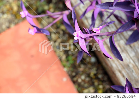 Flower of Murasaki Yukusa Flower of Murasaki Yukusa 83266584