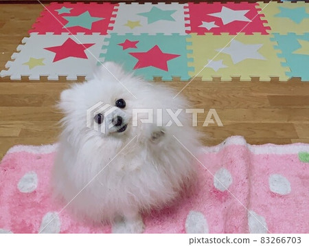 Pomeranian 83266703