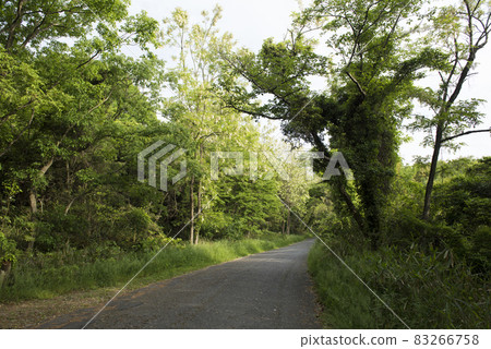 通往平磯湖的斜坡（兵庫縣加古川市） 83266758