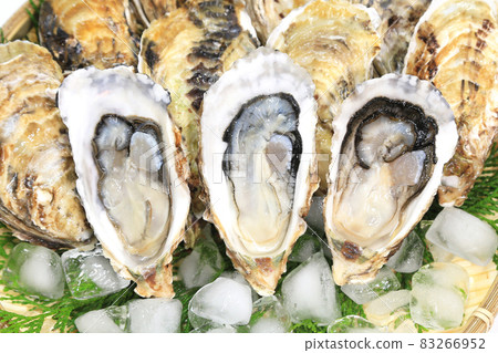 生蠔供生食 生蠔供生食 83266952