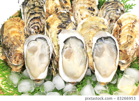 Raw oysters (for eating raw) 83266953