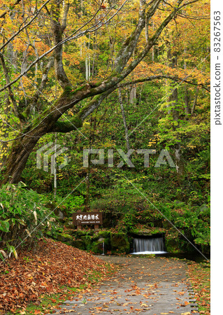 [Higashikawa-cho, Hokkaido] Beautiful autumn leaves and heavy snowfall Asahidake source water October 83267563
