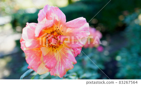 Rose (Ambos Funken) 83267564