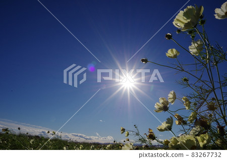 奶油色的秋天櫻花向秋天的天空綻放 83267732