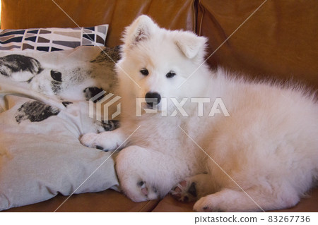 Cute samoyed puppy 83267736