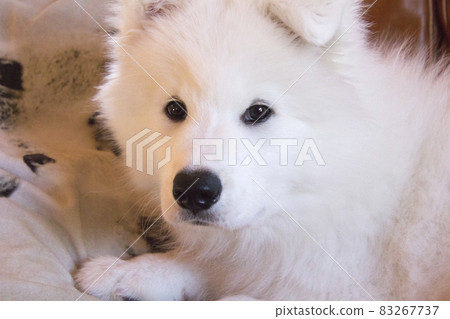 Cute samoyed puppy 83267737