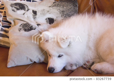 Cute samoyed puppy 83267739