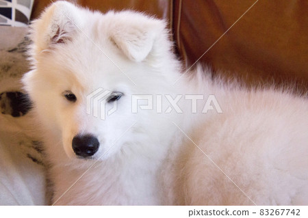 Cute samoyed puppy 83267742