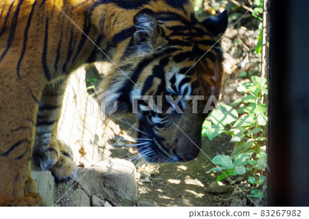 New Year's card material: Tiger, an animal of the zodiac of the tiger year 83267982