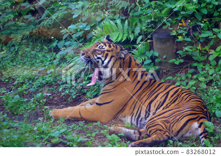 New Year's card material: Tiger, an animal of the zodiac of the tiger year New Year's card material: Tiger, an animal of the zodiac of the tiger year 83268012