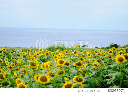 充滿活力的向日葵和夏日大海 83268071