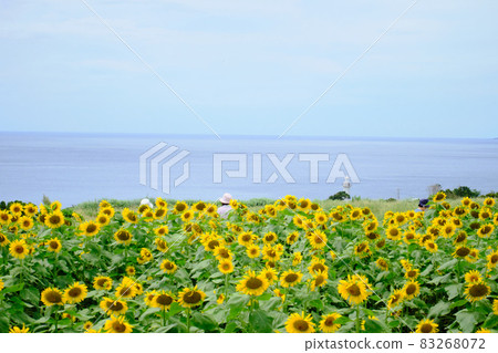 盛開在長島的盛夏向日葵 83268072