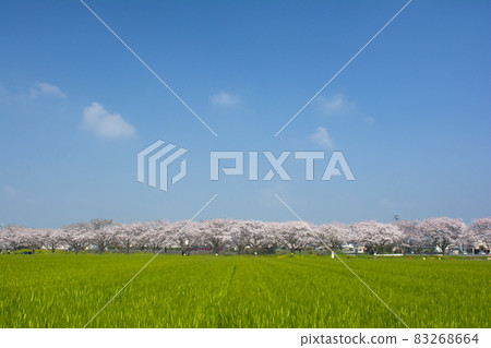 Fukuoka Fukuoka 83268664
